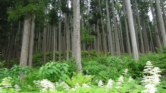 お盆休みのお知らせ